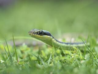 זהירות, נחשים