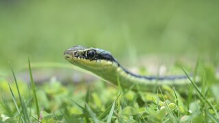 זהירות, נחשים
