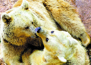 הדובים בחצר