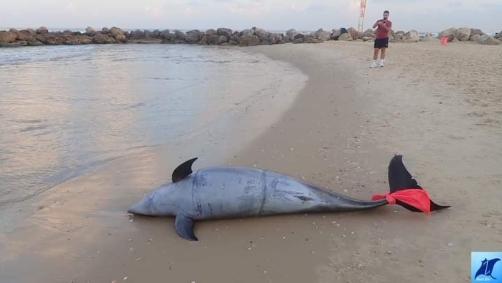 הדולפין שנפלט אל החוף