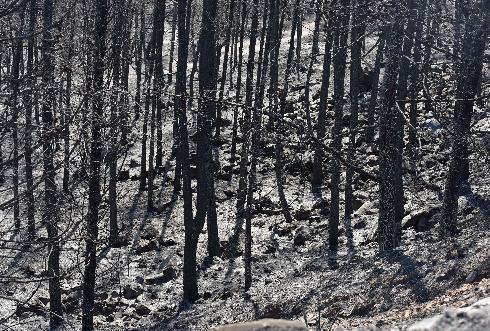 הנזק העצום שנגרם ליער מורדות נצרת בשריפה הגדולה בתולדות נוף הגליל 