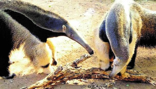 כשטרמיט פגש את כרמלה