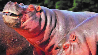 היפופוטמים בספארי 