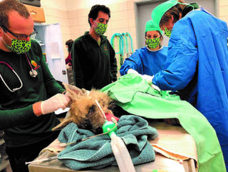 אחרי הניתוח מחכה השיקום  