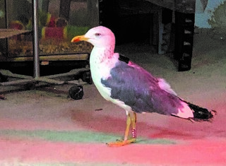 השחף שנפל לו המשדר   