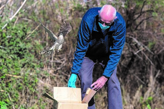 וילי משחרר את הנצה אל הטבע וילי משחרר את הנצה אל הטבע