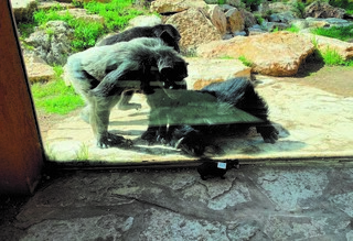 איזה בובה. השימפנזים מתעניינים 