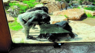 איזה בובה. השימפנזים מתעניינים 