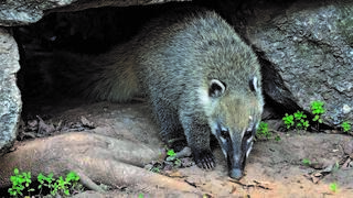 בדרך אל הנסיכה? פיסטוק החוטמן 
