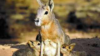 המארות והגורים 