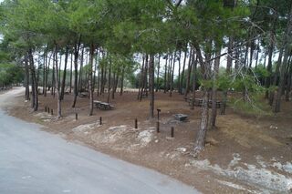 פיקניק יום העצמאות ביערות קק"ל