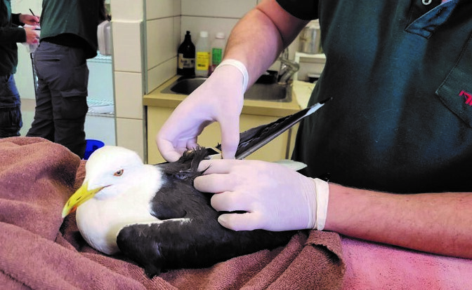 השחף בטיפול  