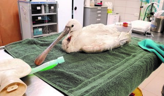 גיד התעופה נפגע. הכפן 