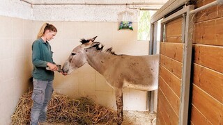 ארבעה ימי מתח. בר מתאוששת 