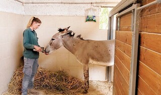 ארבעה ימי מתח. בר מתאוששת 
