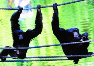 כל הזמן יחד. יאן ופדנג