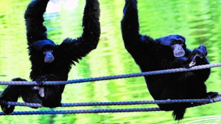 כל הזמן יחד. יאן ופדנג