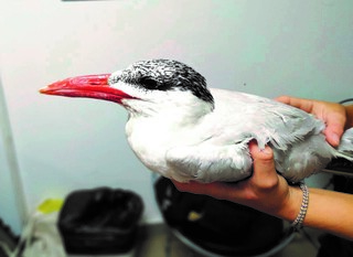 סבלה מהרעלה. השחפית