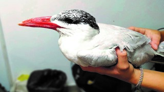 סבלה מהרעלה. השחפית