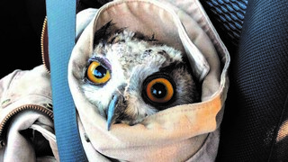 "הילדים התרגשו". האוח 