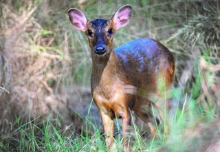 מגדלות קרניים חדשות בכל קיץ. אחת מאיילות מונטיאק סיני 