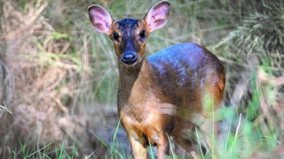 מגדלות קרניים חדשות בכל קיץ. אחת מאיילות מונטיאק סיני 