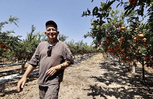 רני בר נס ממושב ביצרון קוטף יחד עם הפועלים את הרימונים שיעלו על שולחן החג שלכם