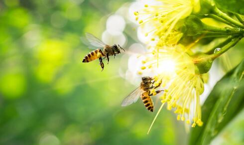 בישראל לבדה מעריכים שהדבורים מאביקות יבולים ששוויים כ-3.5 מיליארד שקל בשנה