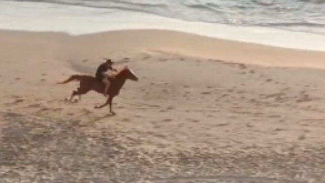 הסוסים בחוף בת ים